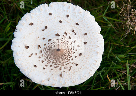 Une Coulemelle, un grand champignon distinctif, trouvés sur les prairies du parc Richmond, Surrey Banque D'Images