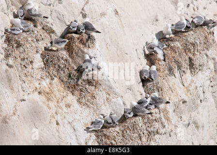 La Mouette tridactyle niche sur les falaises de craie à Seaford Head, East Sussex. Certains jeunes oiseaux sont présents Banque D'Images