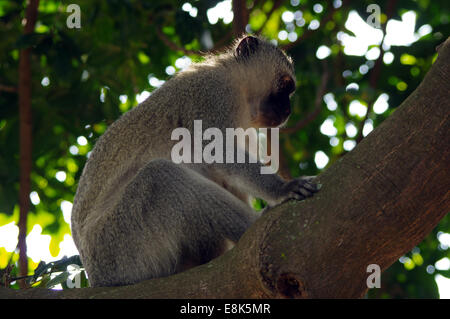 Un singe à Durban, Afrique du Sud Banque D'Images