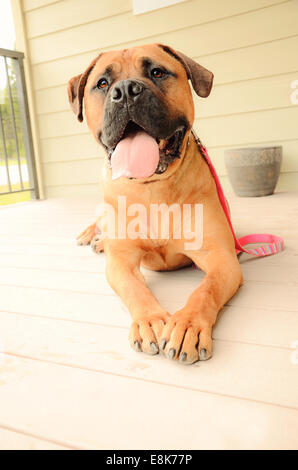 Smiling bull mastiff extérieur d'une maison de repos Banque D'Images