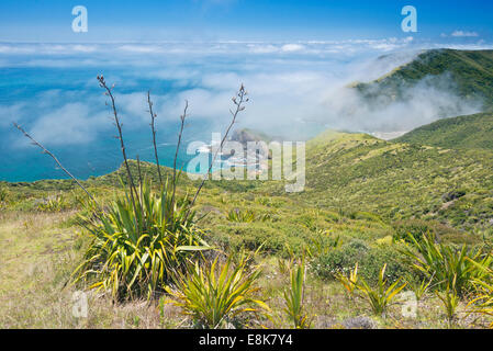 Nouvelle Zélande, île du Nord, Misty du cap Reinga (grand format formats disponibles) Banque D'Images