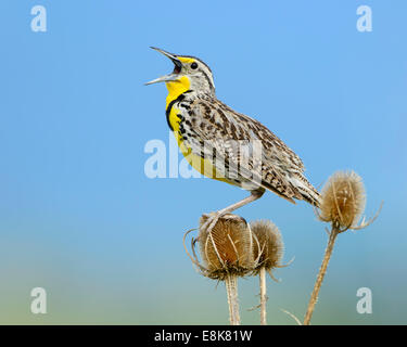 Un mâle chanteur Sturnelle de l'Ouest (Sturnella neglecta), Montana Banque D'Images