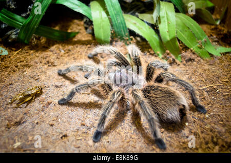 Tarantula, de grandes toiles d'araignée construire pour piéger l'attente pour capturer les proies au sol Banque D'Images