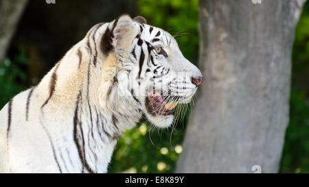 Tigre blanc regarder avec curiosité à l'état sauvage Banque D'Images