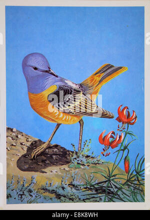 2 décembre 2009 - Reproduction de meubles anciens carte postale montre Bruant à queue-Rock thrush, vers 1984, l'URSS. © Igor Golovniov/ZUMA/ZUMAPRESS.com/Alamy fil Live News Banque D'Images