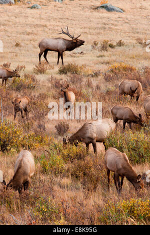 Le wapiti (Cervus elephus) bull avec harem de vaches à l'automne. Banque D'Images