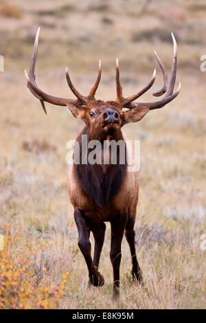 Le wapiti (Cervus elephus) Élevage de Bull et harem brames. Banque D'Images