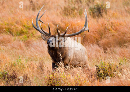 Le wapiti (Cervus elephus) Élevage de Bull et harem brames. Banque D'Images