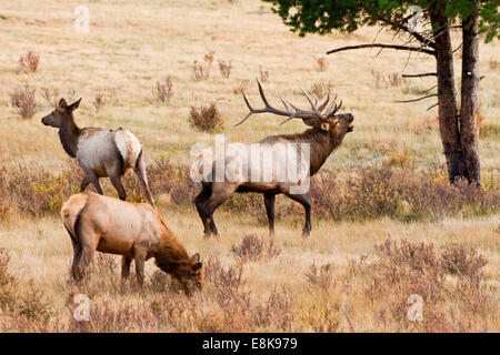 Le wapiti (Cervus elephus) bull avec harem de vaches à l'automne. Banque D'Images