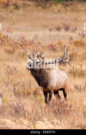 Le wapiti (Cervus elephus) Élevage de Bull et harem brames. Banque D'Images