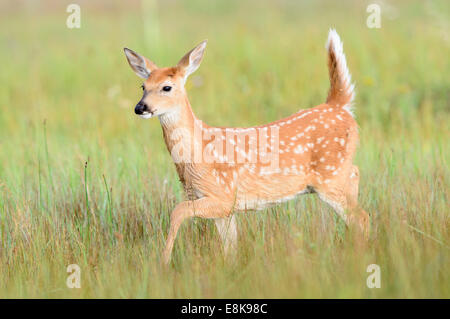 Un fauve à queue blanche (Odocoileus virginianus) marche à travers une prairie, Montana Banque D'Images