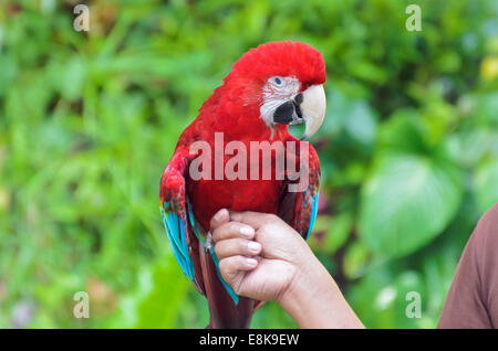 Green-Winged Macaw Ara chloroptera nom scientifique se perchent sur la main Banque D'Images