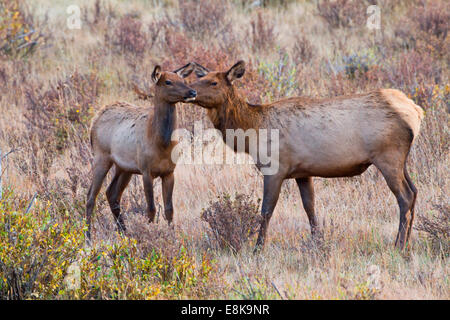 Le wapiti (Cervus elephus) pâturage des vaches et à la recherche d'un danger. Banque D'Images