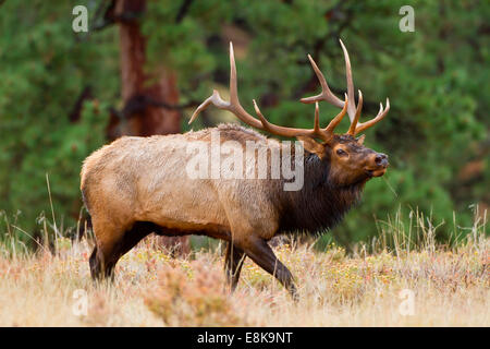 Le wapiti (Cervus elephus) Élevage de Bull et harem brames. Banque D'Images