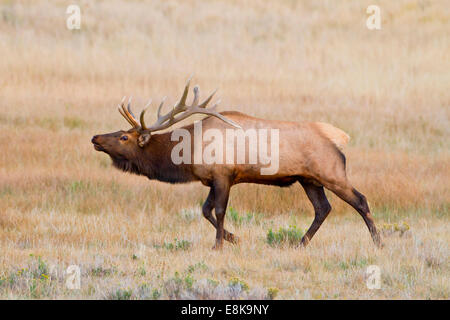 Le wapiti (Cervus elephus) Élevage de Bull et harem brames. Banque D'Images