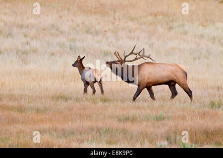 Le wapiti (Cervus elephus) Élevage de Bull et harem brames. Banque D'Images