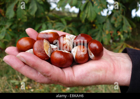 Conkers tombé d'Aesculus hippocastanum horse-chestnut tree Banque D'Images