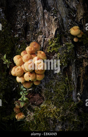 Champignon sur un arbre à Darlington UK Banque D'Images