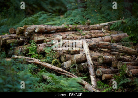 Couper plus libres stockés à Delamere Forest ou Delamere Forest Park, près de la ville de Frodsham, Cheshire UK Banque D'Images