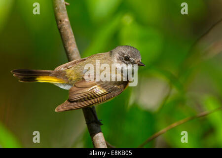 La Paruline flamboyante (Setophaga ruticilla) femmes dans les bois. Banque D'Images