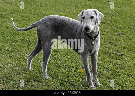 Bedlington terrier, récemment clippé, debout dans un champ Banque D'Images