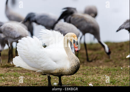 La Suède, le lac Hornborga. Migration annuelle des grues cendrées. Cygne muet. Banque D'Images