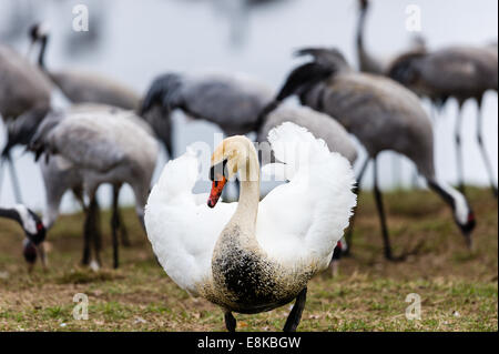 La Suède, le lac Hornborga. Migration annuelle des grues cendrées. Cygne muet. Banque D'Images