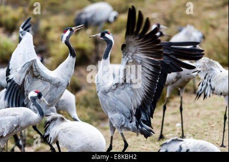 La Suède, le lac Hornborga. Migration annuelle des grues cendrées. Banque D'Images