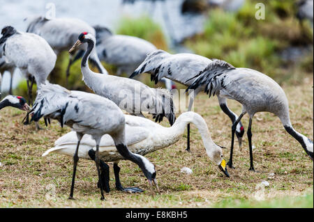 La Suède, le lac Hornborga. Migration annuelle des grues cendrées. Banque D'Images