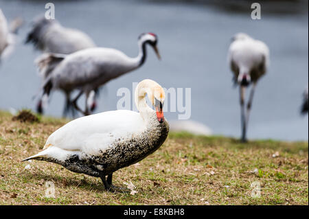 La Suède, le lac Hornborga. Migration annuelle des grues cendrées. Cygne muet. Banque D'Images