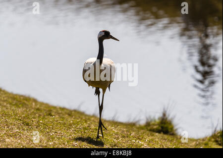 La Suède, le lac Hornborga. Migration annuelle des grues cendrées. Banque D'Images