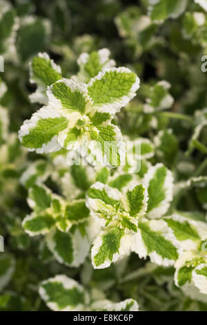 Mentha suaveolens 'Variegata'. Feuilles de menthe ananas poussant dans un jardin d'herbes. Banque D'Images