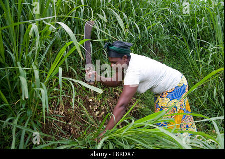 Le RWANDA, NYAMAGABE : Marie Mukadera vit dans l'un des districts les plus pauvres du Rwanda. Elle a une petite maison et un lopin de terre. Banque D'Images