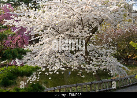 Arbre de cerise Yoshino - PRUNUS X YEDOENDIS Banque D'Images