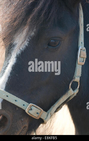 Fier et beau jeune étalon noir avec blanc et s'attaquer de front Banque D'Images