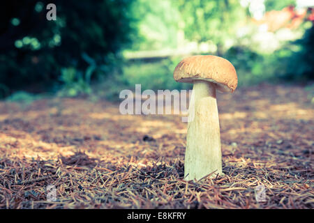 Champignons Boletus pinophilus edulis bloquée en bois de pin recouvert d'aiguilles d'automne Banque D'Images