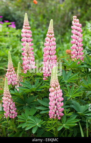 Exposition colorée de lupins roses fleuris dans un jardin d'été Banque D'Images