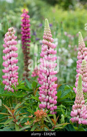 Exposition colorée de lupins roses fleuris dans un jardin d'été Banque D'Images