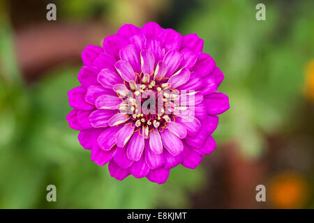 Gros plan d'une seule floraison dans Prince Purple Zinnia un jardin anglais Banque D'Images