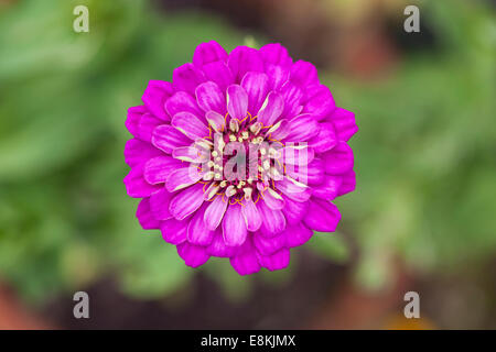 Gros plan d'une seule floraison dans Prince Purple Zinnia un jardin anglais Banque D'Images