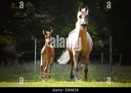 Mare avec Colt, 3 semaines, l'Allemand petit cheval X P.R.E. et allemand petit cheval galopant sur meadow Banque D'Images