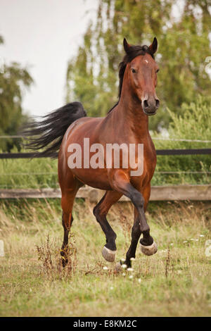Hongre andalou, Bay, au trot, on meadow Banque D'Images