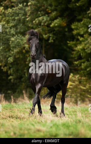 Cheval Noir, frison hongre, tournant dans le pré Banque D'Images
