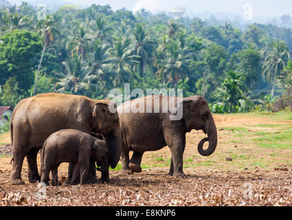 Les éléphants d'Asie (Elephas maximus) dans l'alimentation, de l'orphelinat des éléphants de Pinnawela, Pinnawela Sri Lanka Banque D'Images