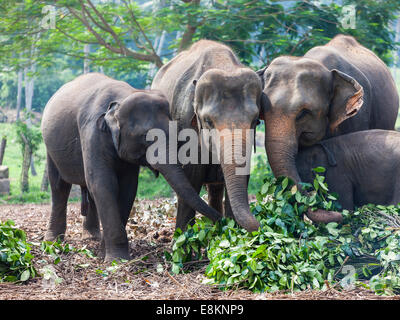 Les éléphants d'Asie (Elephas maximus) dans l'alimentation, de l'orphelinat des éléphants de Pinnawela, Pinnawela Sri Lanka Banque D'Images