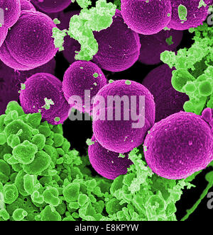 Micrographie électronique à balayage de S. aureus s'échapper à la destruction par les cellules de sang blanches. Banque D'Images