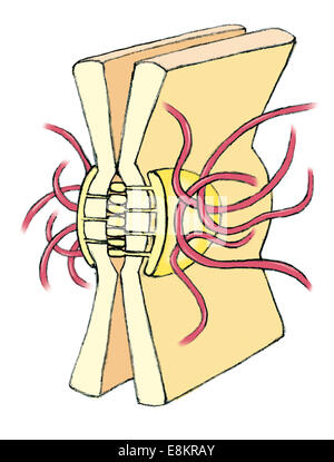 Cell junction : desmosome. Banque D'Images