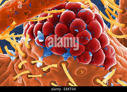 Cette colorisée numériquement l'analyse des électrons Microphotographie (SEM) a révélé une partie de la morphologie ultrastructurale affiché sur la tête Banque D'Images