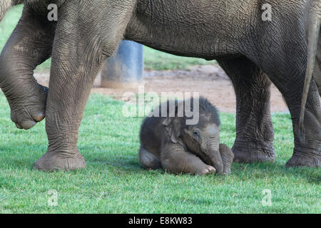 Asiatique ou indien, Éléphant (Elephas maximus). Vache et trois semaines de veau. Le zoo de Whipsnade. ZSL. Bedfordshire. UK. Banque D'Images