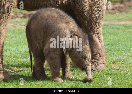 Asiatique ou indien, Éléphant (Elephas maximus). Vingt jours aux côtés de veau mère Azizah. Le zoo de Whipsnade. ZSL. Bedfordshire. Banque D'Images